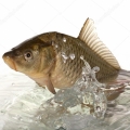 Album Fish in water