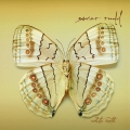 Album White Moth